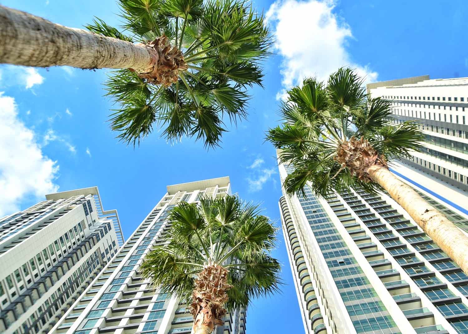 Miami buildings and palm trees